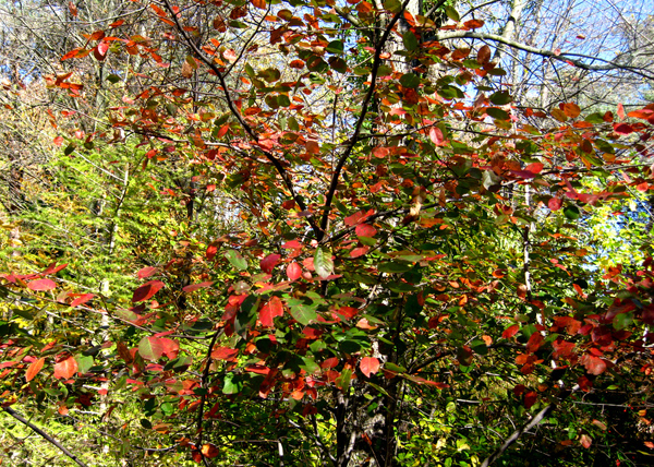 Amelanchie rlaevis