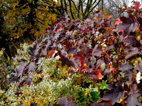 Hydrangea quercifolia Snow Queen