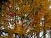 Acer grosseri