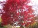 Acer palmatume x Bloodgood