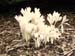 Colchicum sp
